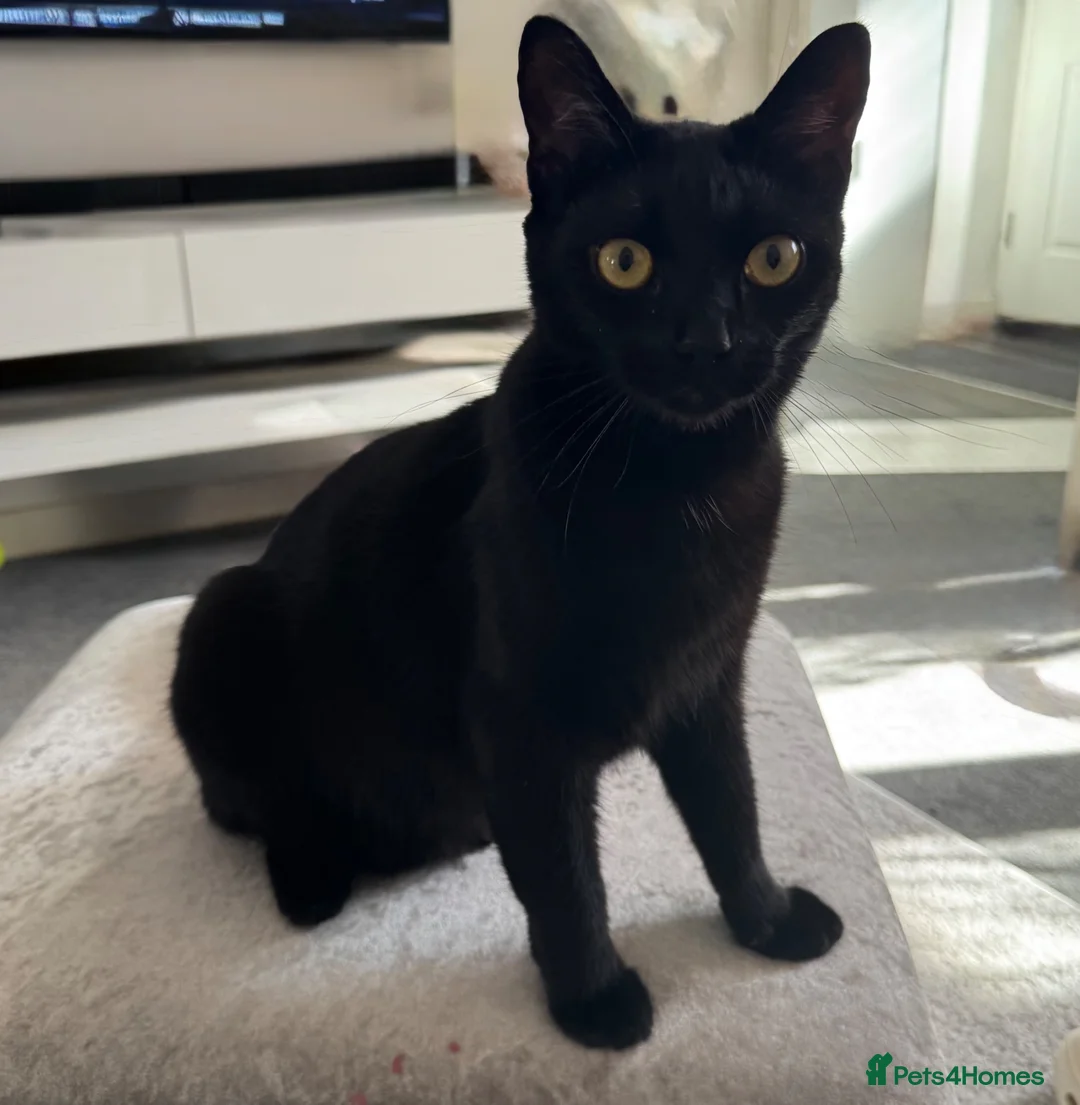 Mixed Breed cats for sale: Black cat  - Advert 1
