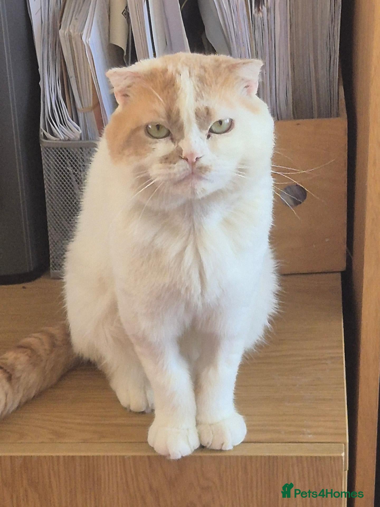 Scottish Fold cats Scottish fold/ sphinx mix - Advert 12