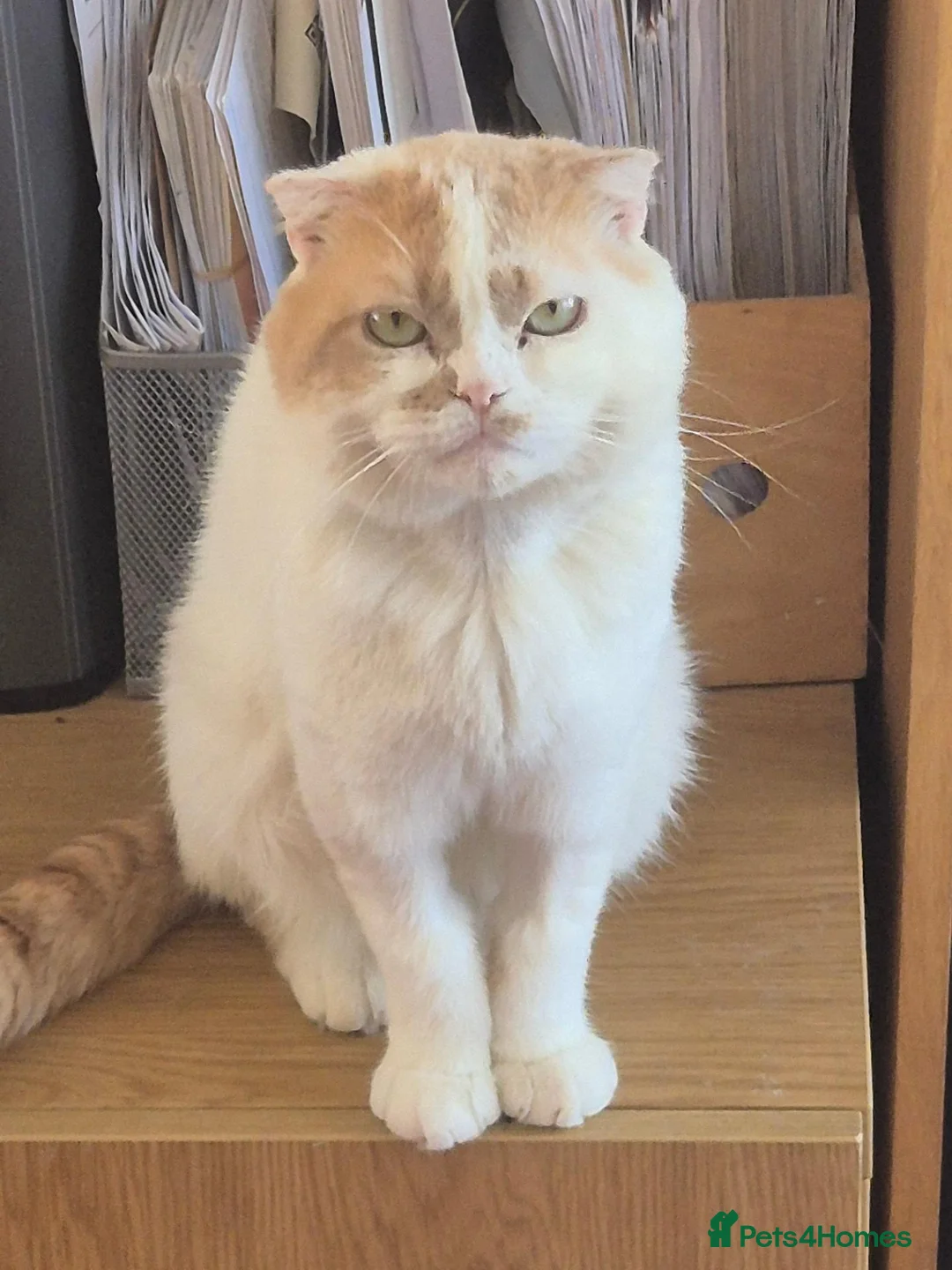 Scottish Fold cats for sale: Scottish fold/ sphinx mix - Advert 1