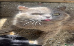 British Shorthair cats for sale: Blue bsh boy looking for his forever home.  - Image 5