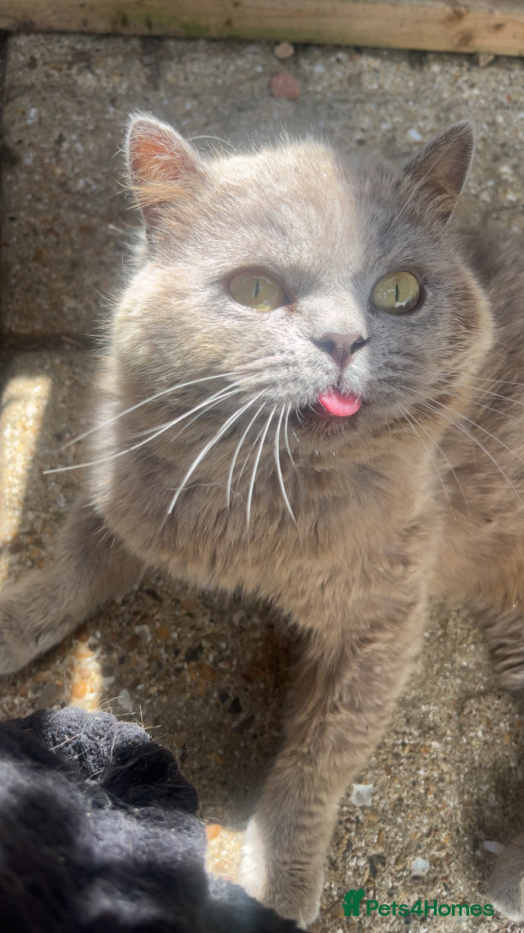 British Shorthair cats for sale: Blue bsh boy looking for his forever home.  - Image 5