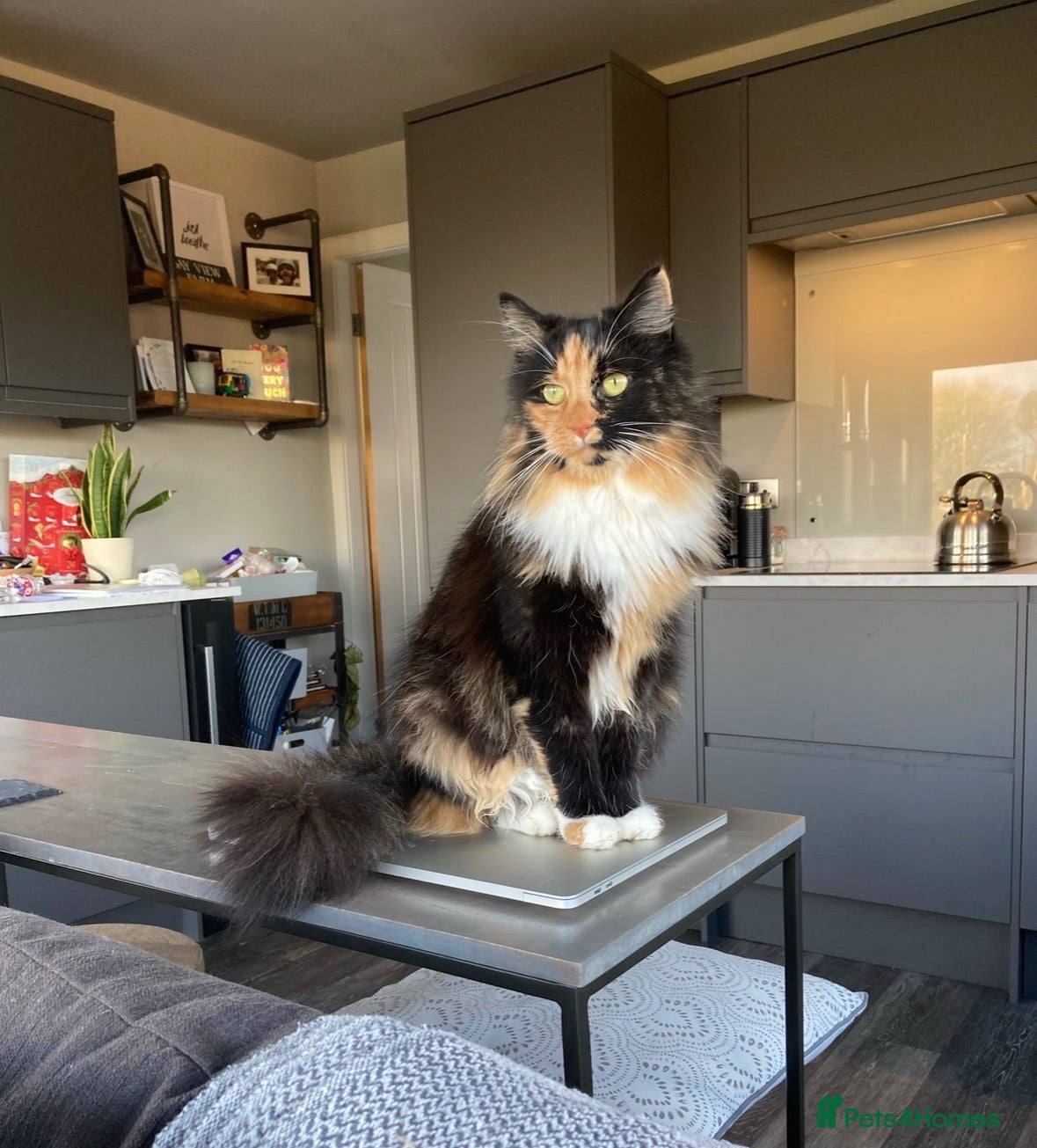 Mixed Breed cats Cat needs rehoming asap - Advert 5