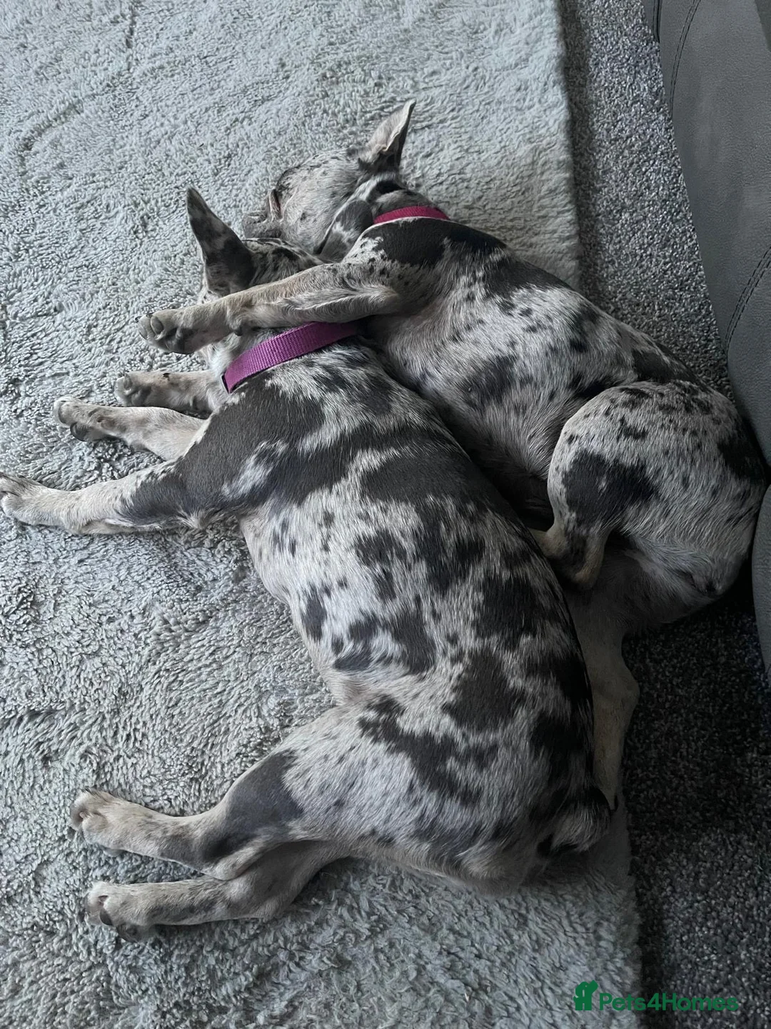 French Bulldog dogs for sale: 2 x French bulldogs  - Advert 3