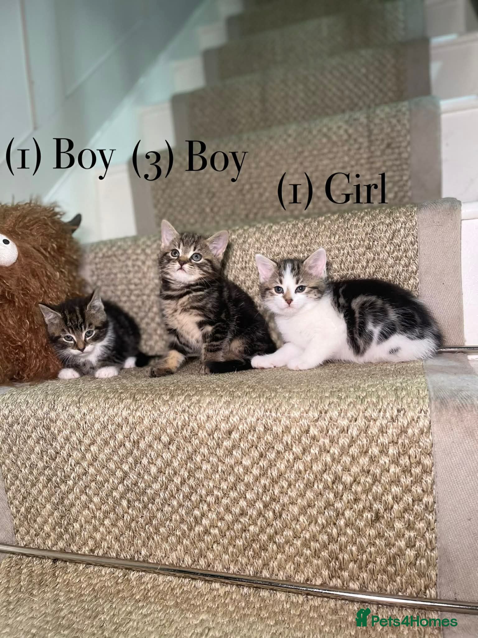 Mixed Breed cats We have 5 beautiful Tabby kittens Available now. - Advert 18