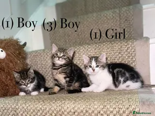 Mixed Breed cats We have 5 beautiful Tabby kittens Available now. - Advert 18