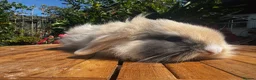 Mixed Breed rabbits for sale: Beautiful boys and girls looking for forever homes - Advert 6
