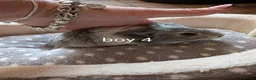 Guinea Pig rodents for sale: Baby boy guinea pigs ready now - Advert 4
