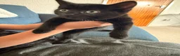 Domestic Shorthair cats for sale: 2 Female kittens for sale in ELY - Advert 8