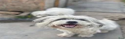 Mixed Breed dogs for adoption: Millie & Max – Bonded Siblings - Advert 5