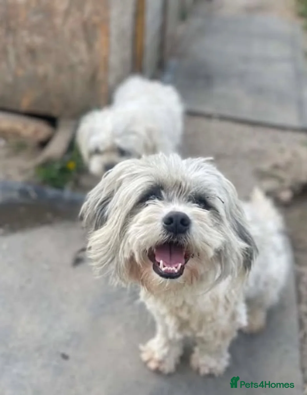 Mixed Breed dogs for adoption: Millie & Max – Bonded Siblings - Advert 5