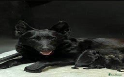 German Shepherd dogs for sale: KC Straight back GSD Puppies 🐶  - Image 1