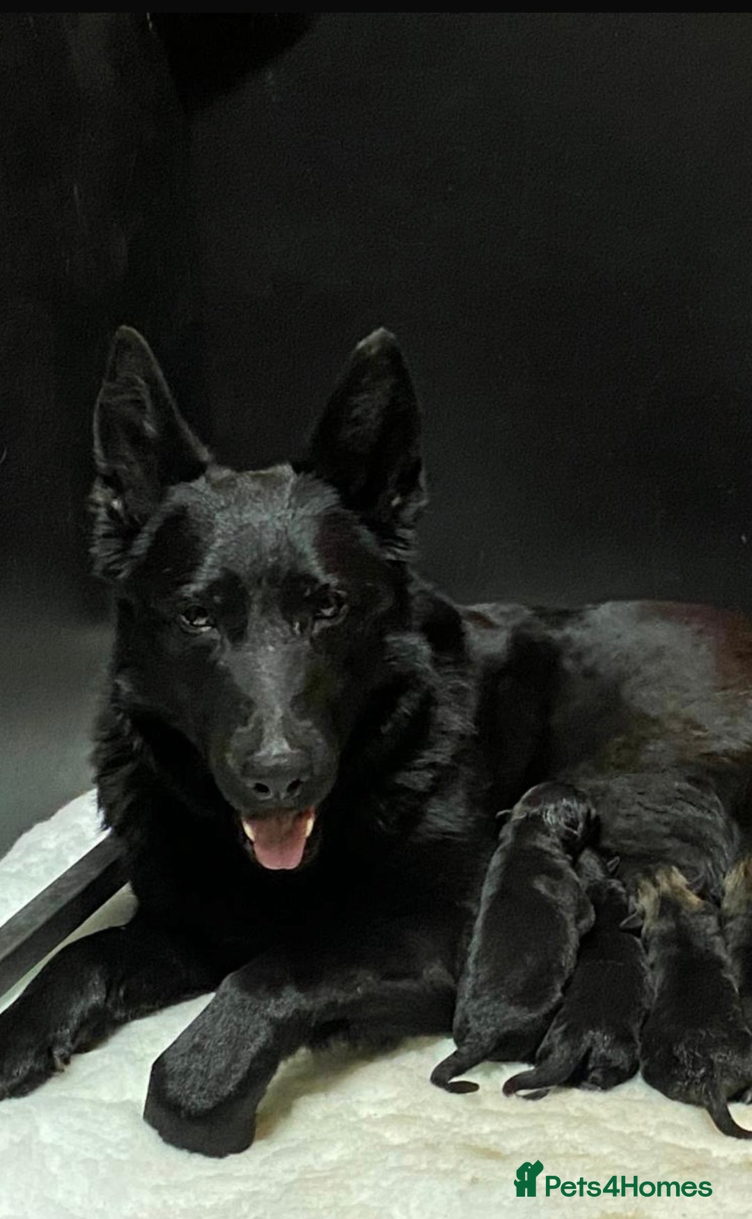 German Shepherd dogs for sale: KC Straight back GSD Puppies 🐶  - Image 1