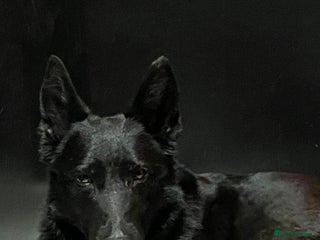 German Shepherd dogs - Advert 3