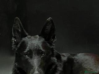 German Shepherd dogs 🐶 Straight back GSD Puppies 🐶 - Advert 8