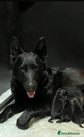 German Shepherd dogs - Advert 1