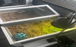 Tortoise reptiles for sale: Testudo hermanni -Herman tortoise  in Heanor - Image 3