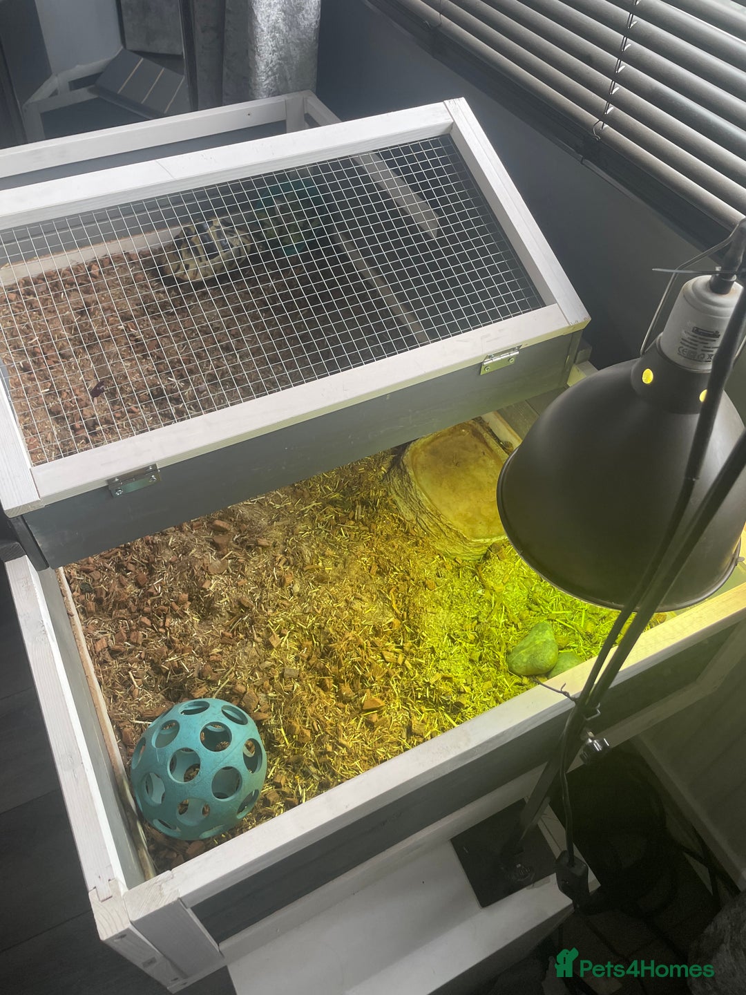 Tortoise reptiles for sale: Testudo hermanni -Herman tortoise  in Heanor - Image 3