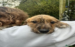 Mixed Breed dogs for sale: Goldendoodle X collie  - Image 6