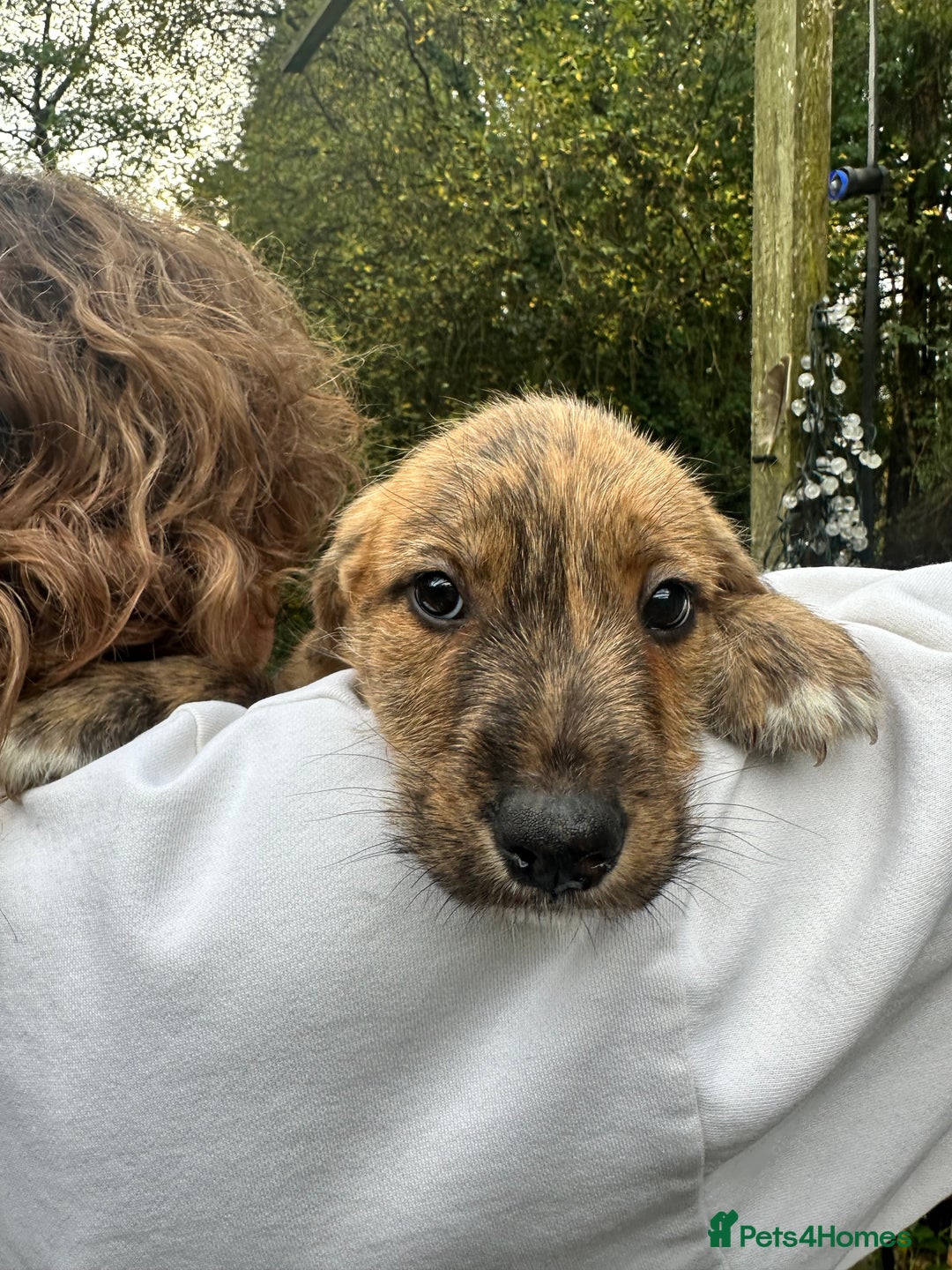 Mixed Breed dogs for sale: Goldendoodle X collie  - Image 6