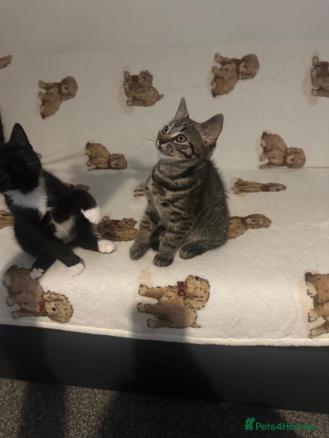 Domestic Shorthair cats for sale: Kittens are looking for family  - Image 3