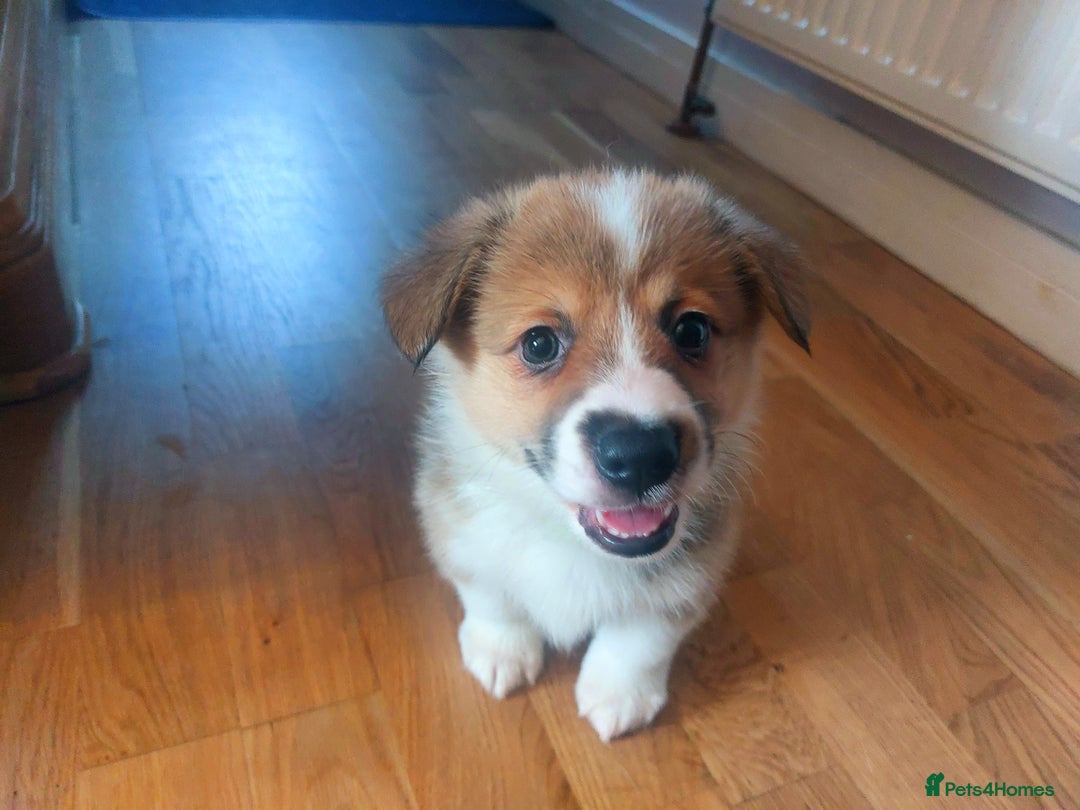 Welsh Corgi Pembroke dogs for sale: 3 Cuddly Corgi Pups for Sale; 2 males, 1 female - Image 6