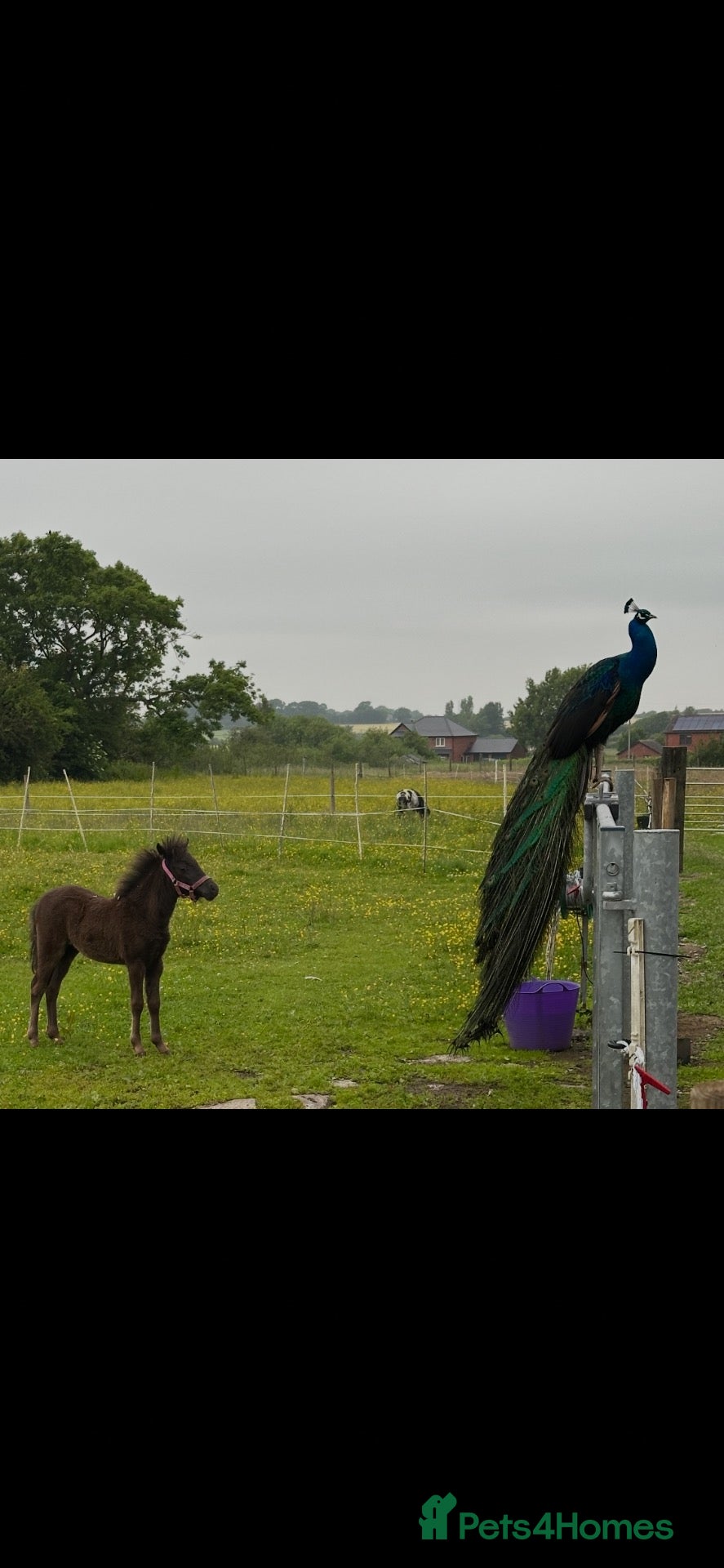 Miniature horses Falabella blend colt - Advert 2