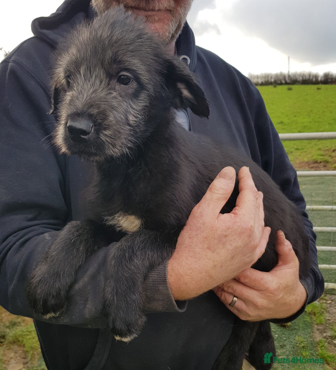 Irish Wolfhound dogs for sale: Irish Wolfhound Pups - Advert 3