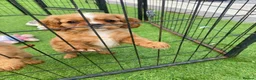 Cavalier King Charles Spaniel dogs for sale: Just 1 boy remaining looking for a forever home  - Advert 5