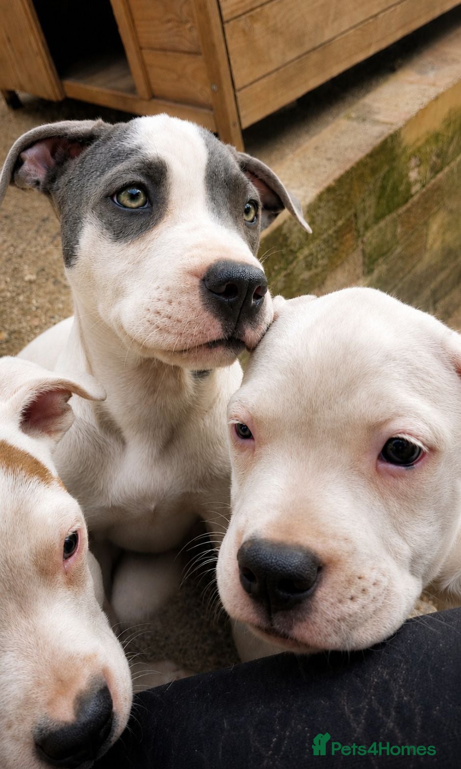 Mixed Breed dogs Loving Staffy x American Bulldog Pups - Ready Now  - Advert 15