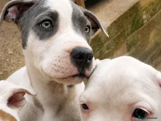 Mixed Breed dogs Loving Staffy x American Bulldog Pups - Ready Now - Advert 15