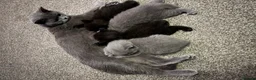 British Shorthair cats for sale: Exceptional BritishShorthair Kittens  - Advert 8