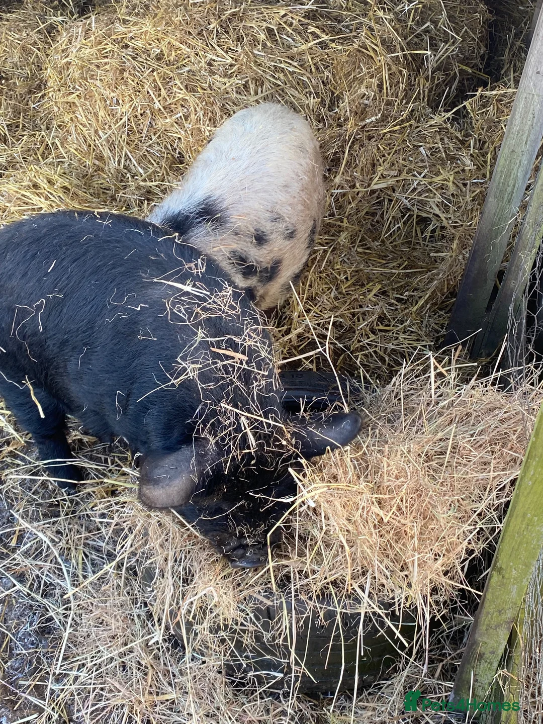 Pig livestock for sale: 2 x unregistered Kune Kune males 2 years old - Advert 2