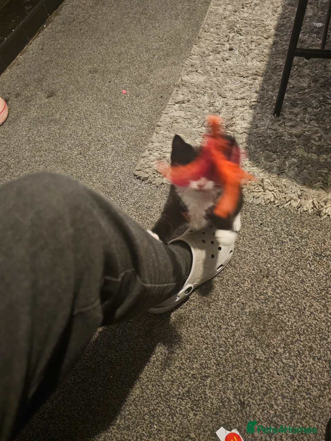 Mixed Breed cats for sale: Beautiful kitten ready now - Advert 9