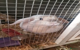English Lop rabbits for sale: Miss Clover - Image 3
