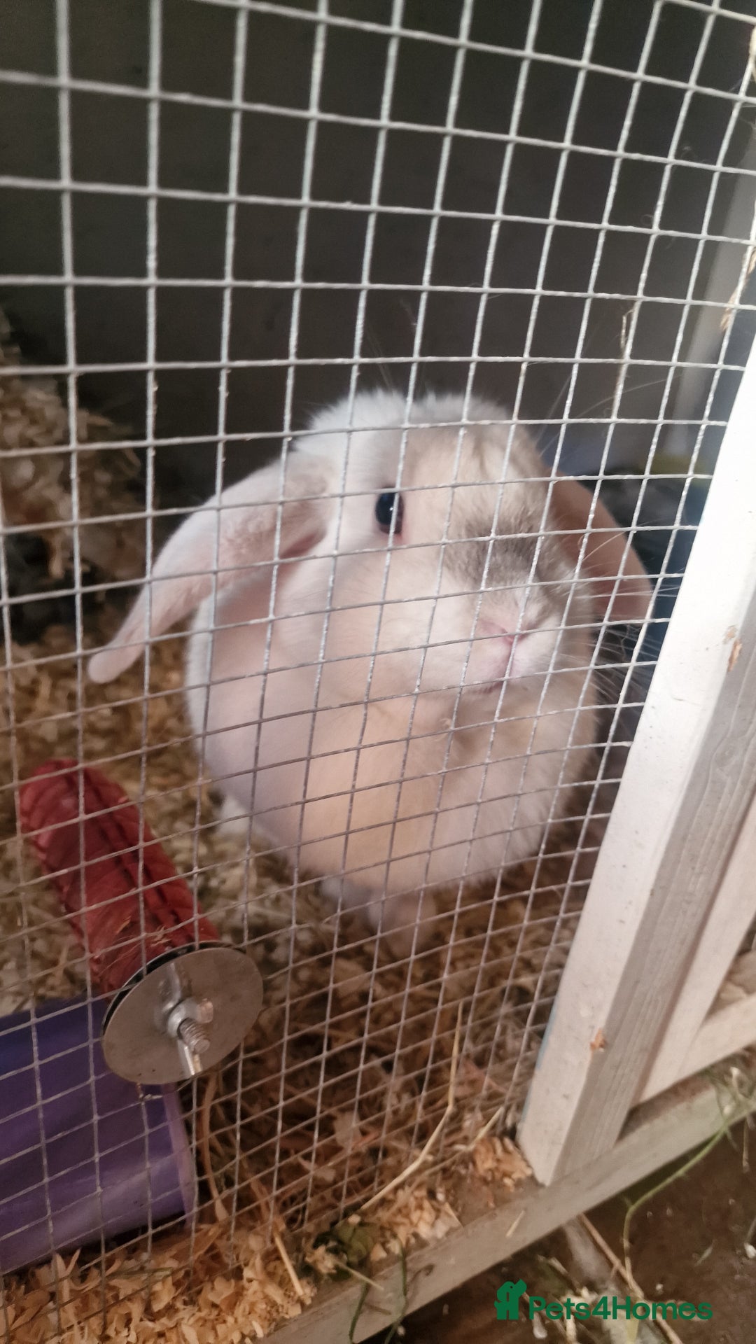 English Lop rabbits for sale: Miss Clover - Image 3
