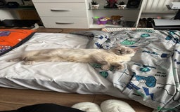 Ragdoll cats for sale: Bella looking for a new home - Image 5