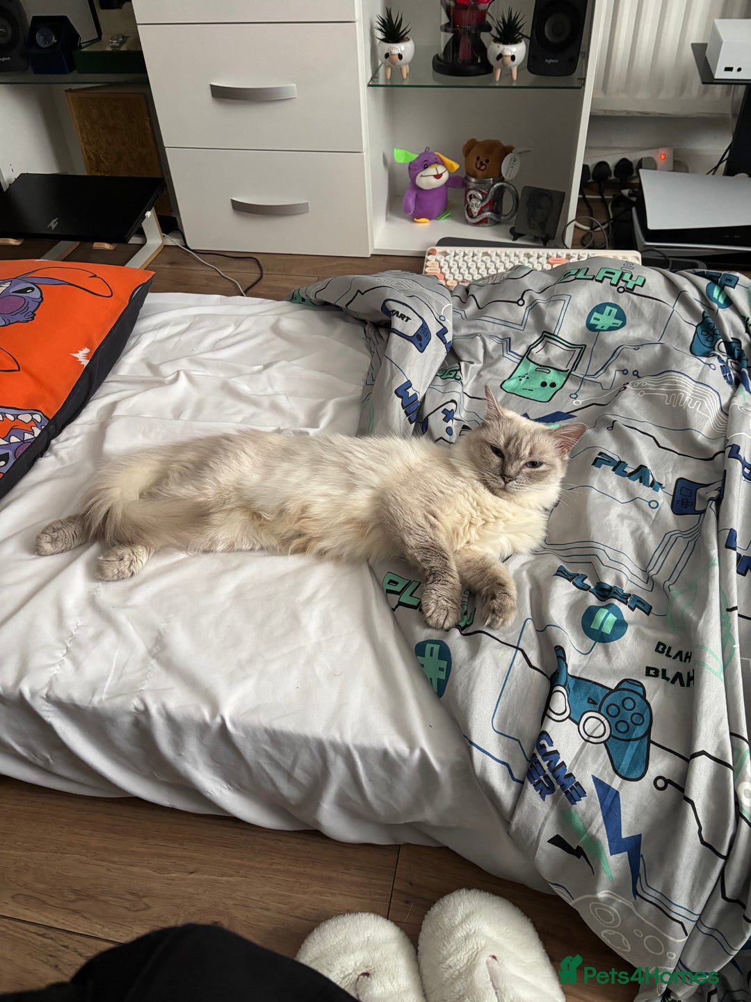 Ragdoll cats for sale: Bella looking for a new home - Image 5