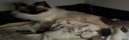 Ragdoll cats for sale: Adorable Ragdoll Kittens - GCCF registered - Advert 22