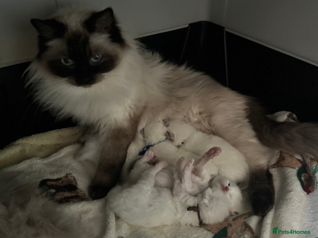 Ragdoll cats for sale: Adorable Ragdoll Kittens - GCCF registered - Image 17