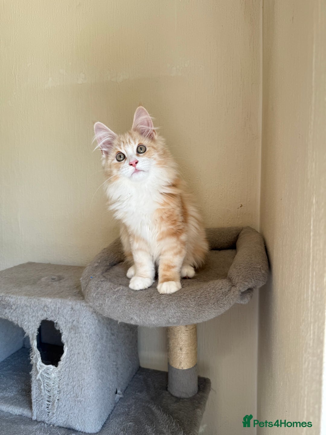 Maine Coon cats for sale: Stunning Maine coon kittens - Image 1