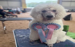 Standard Poodle dogs for stud: Standard Poodle Stud  in Shrewsbury - Image 20