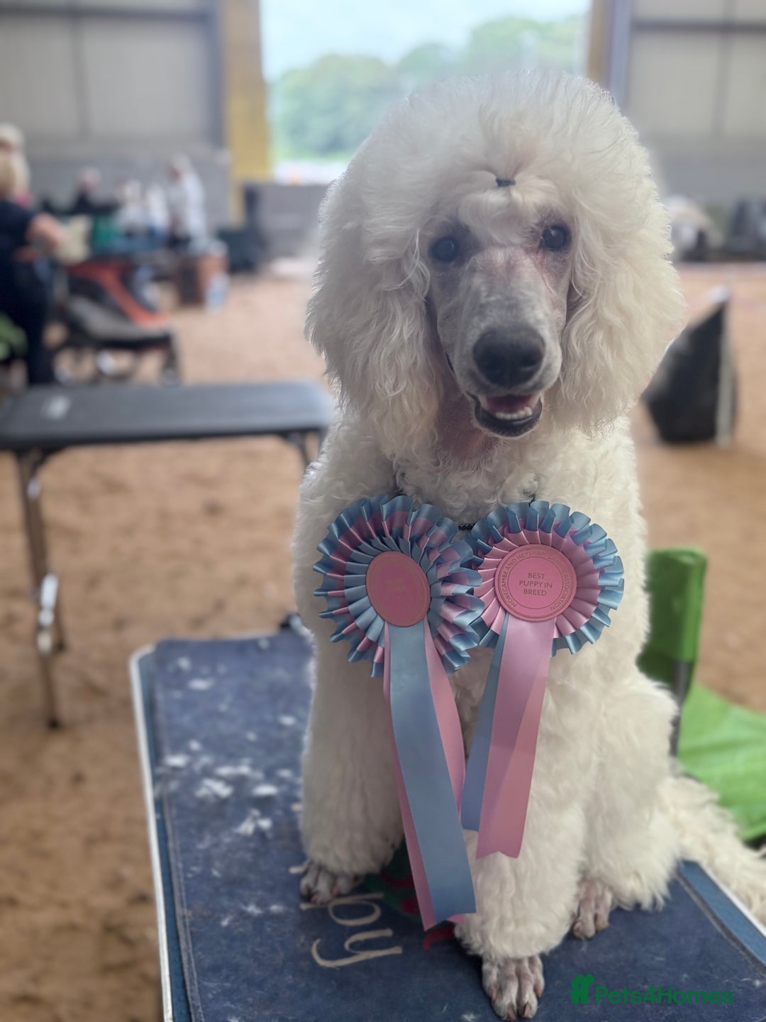 Standard Poodle dogs for stud: Standard Poodle Stud  in Shrewsbury - Image 20