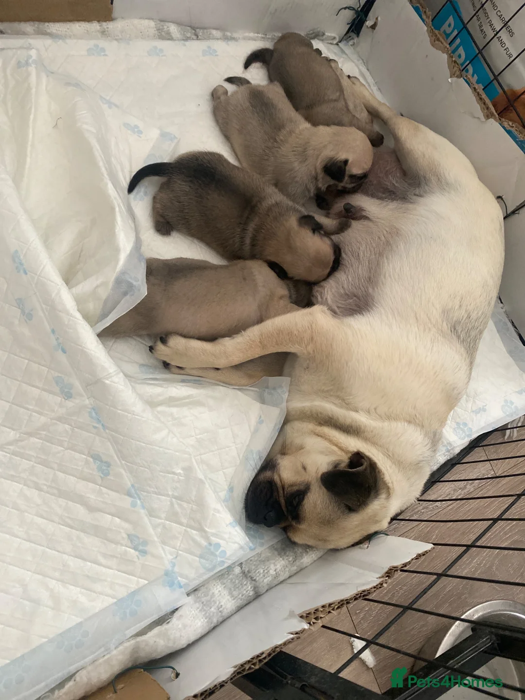 Pug dogs for sale: Beautiful Purebred Pug Puppies for Sale in Middlesbrough - Advert 2