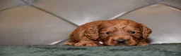 Cockapoo dogs for sale: F1 Toy Cockapoo Puppies Fully Health Tested - Advert 14