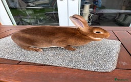 Rex rabbits for sale: Stunning Purebred Black Otter & Cinammon mini rex  - Image 6