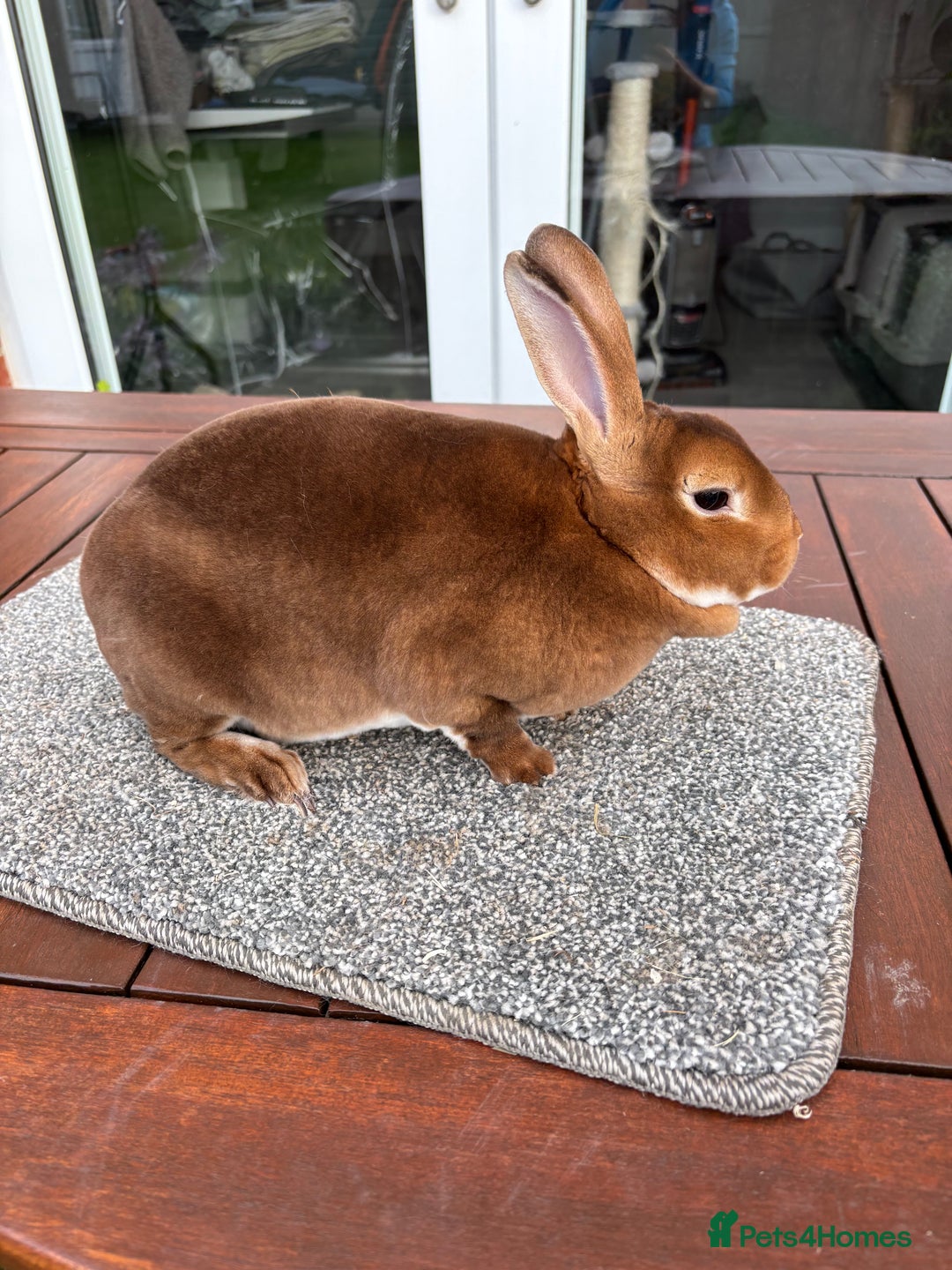 Rex rabbits for sale: Stunning Purebred Black Otter & Cinammon mini rex  - Image 6
