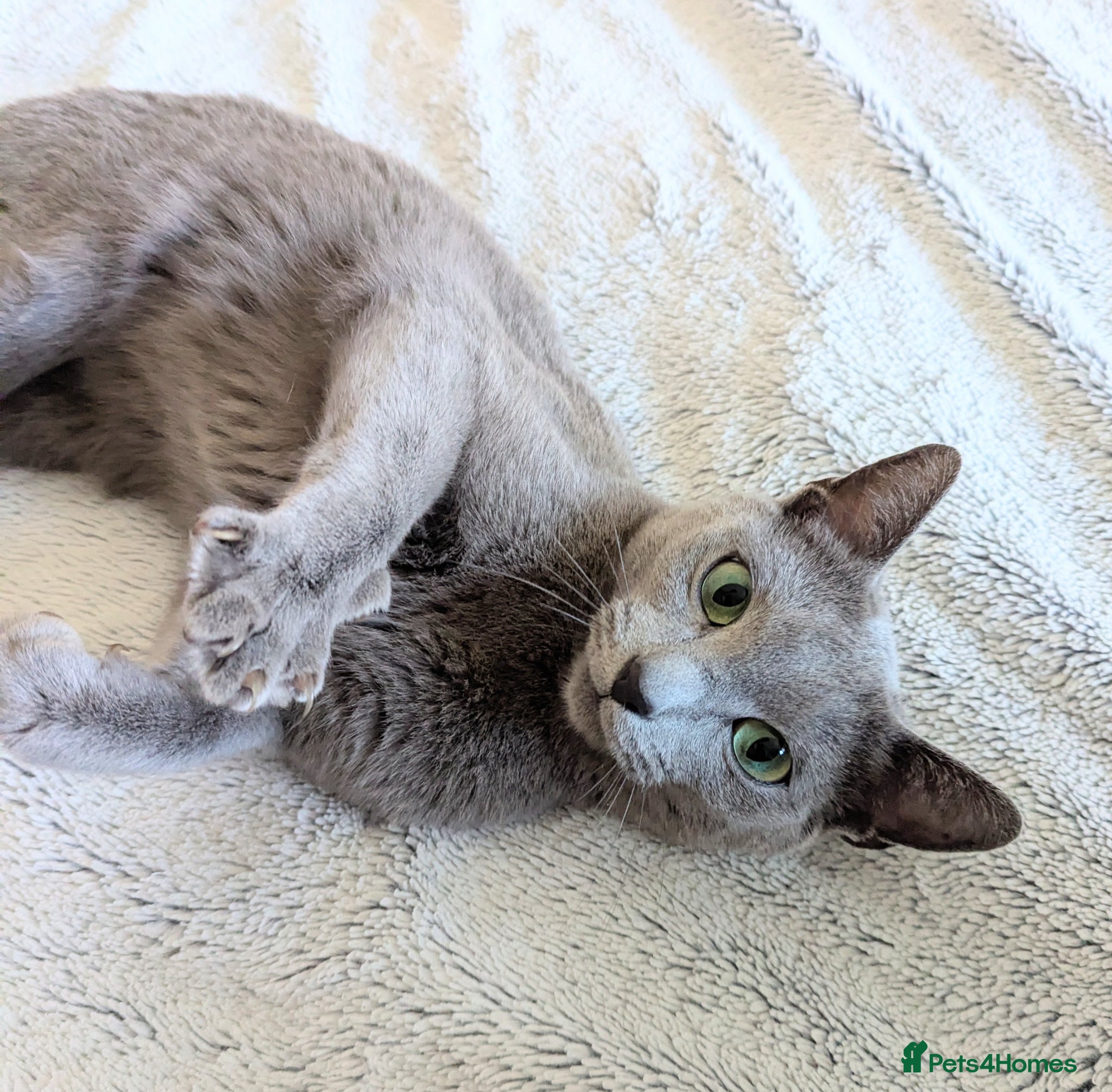 Russian Blue cats GCCF Registered Females -Kind, Gentle Lap Cats - Advert 1