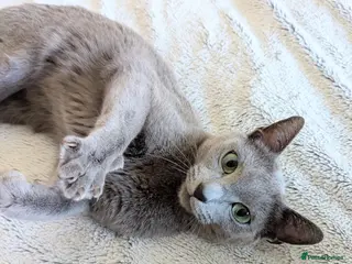Russian Blue cats GCCF Registered Females -Kind, Gentle Lap Cats - Advert 1