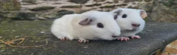 Guinea Pig rodents for sale: Male smooth haired guinea pigs - Advert 8