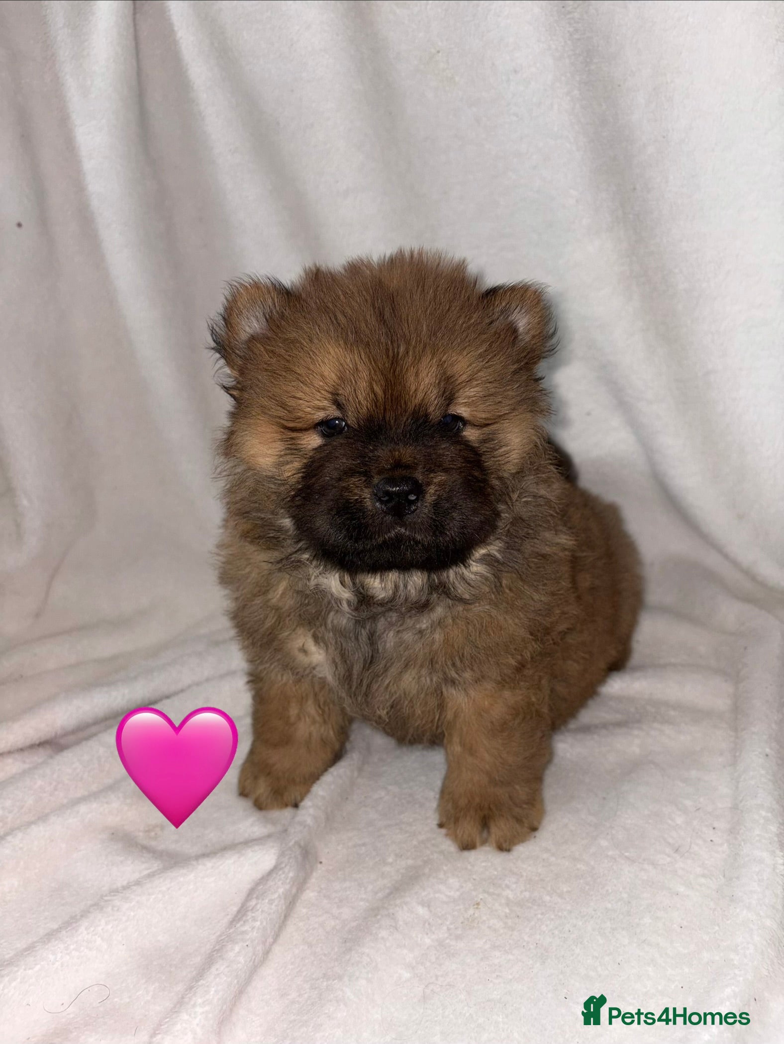 Chow Chow dogs 3 Stunning Chow Chow Puppies Left - Advert 4